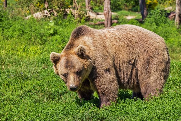 Грък падна от скала при опит да избяга от мечка, откриха го в безсъзнание