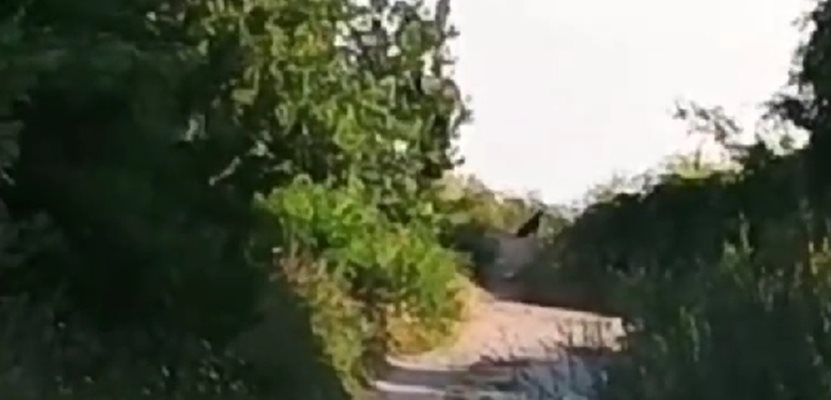 В Румъния са подали два сигнала за черната пантера, изчезнала от България