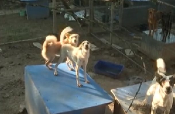 400 кучета в къща на ужасите в Коиловци: гладуват и се самоизяждат