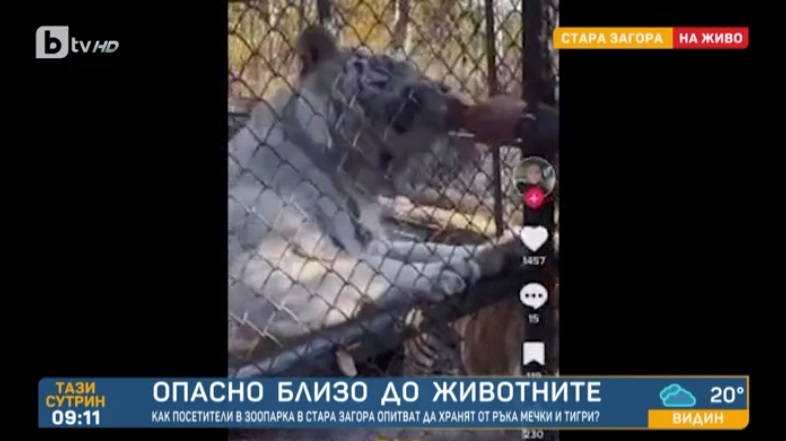 След като пони отхапа пръстите на жена: Посетители на зоопарка хранят от ръка тигри с пилешки бутчета