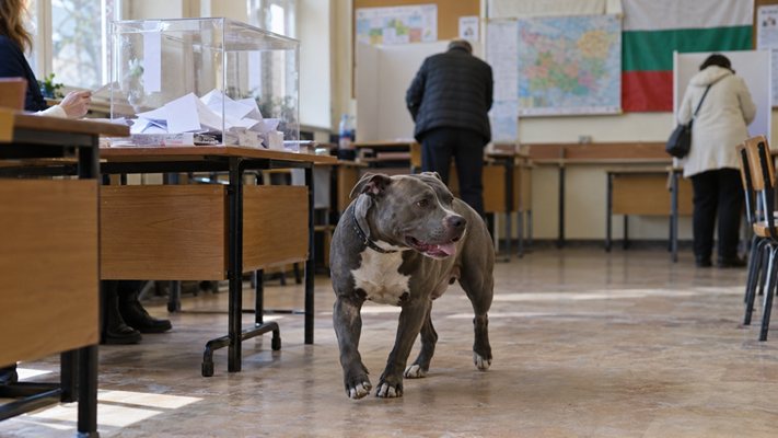 Питбул нахлу в избирателна секция в Казанлък